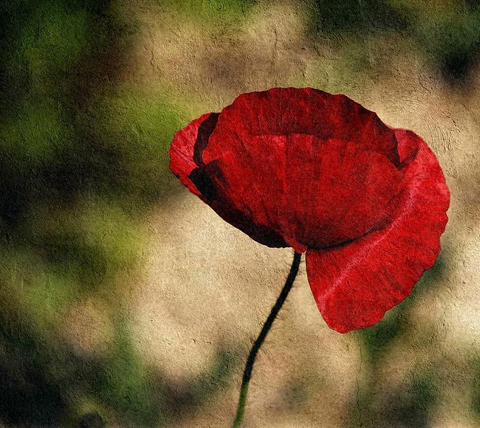 Vibrant Red Poppy by Fulvio Pellegrini — canvas wall art