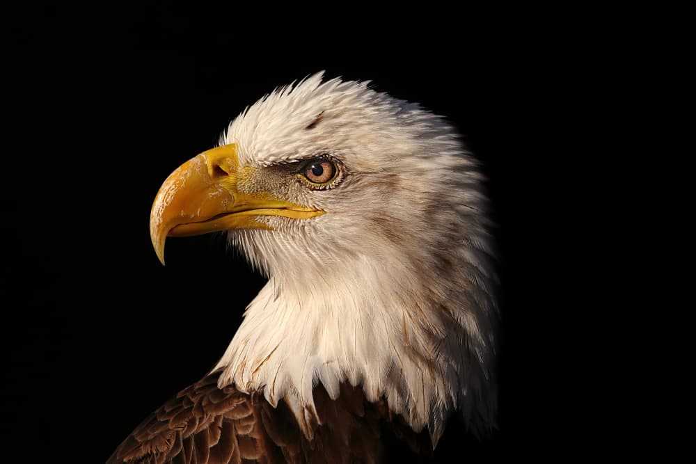 Majestic Bald Eagle by Michael Burlak — canvas wall art