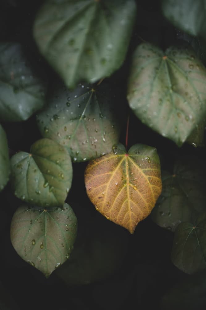 Golden Heart Leaf Droplets by Tal Paz-Fridman — canvas wall art