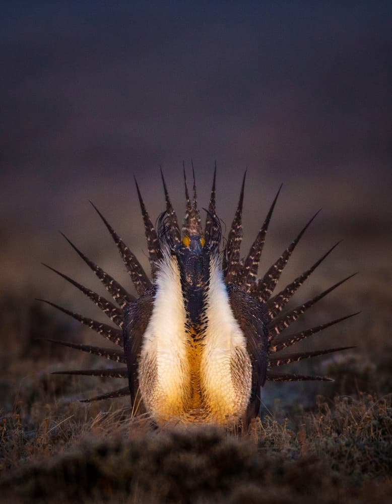 Sage Grouse Display by verdon — canvas wall art