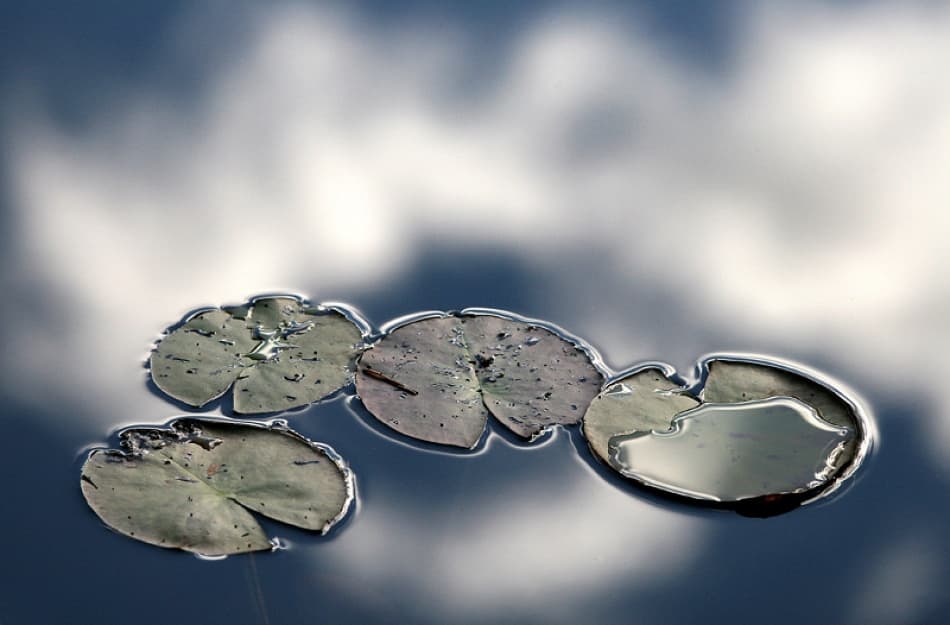 Water Lily Reflections by Bror Johansson — canvas wall art