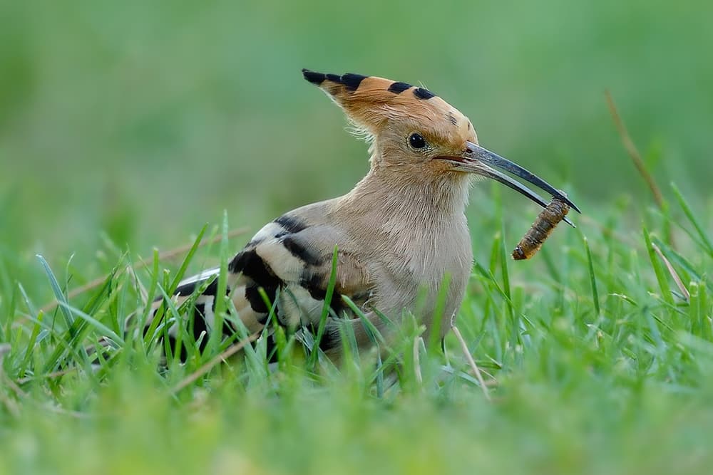 Hoopoe with Worm by Marco Pozzi — canvas wall art