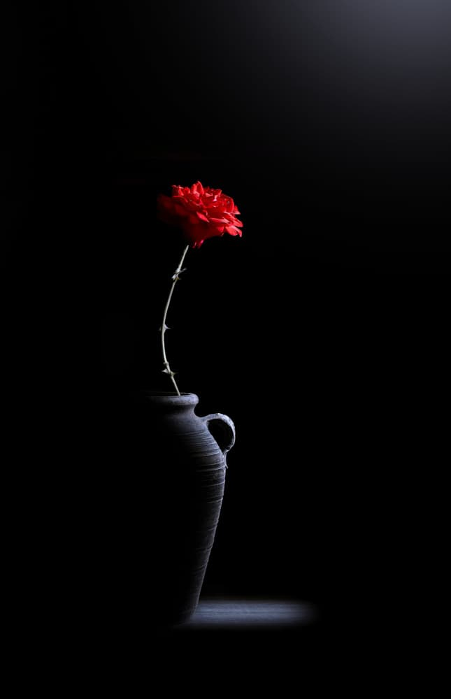 Red Rose in Darkness by one-corner — canvas wall art