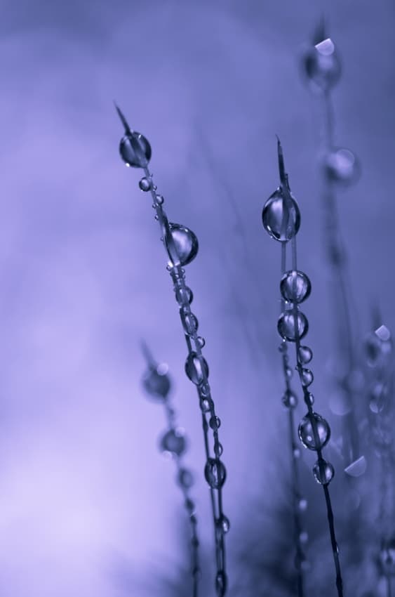 Lavender Dew Drops by Bee Thalin — canvas wall art