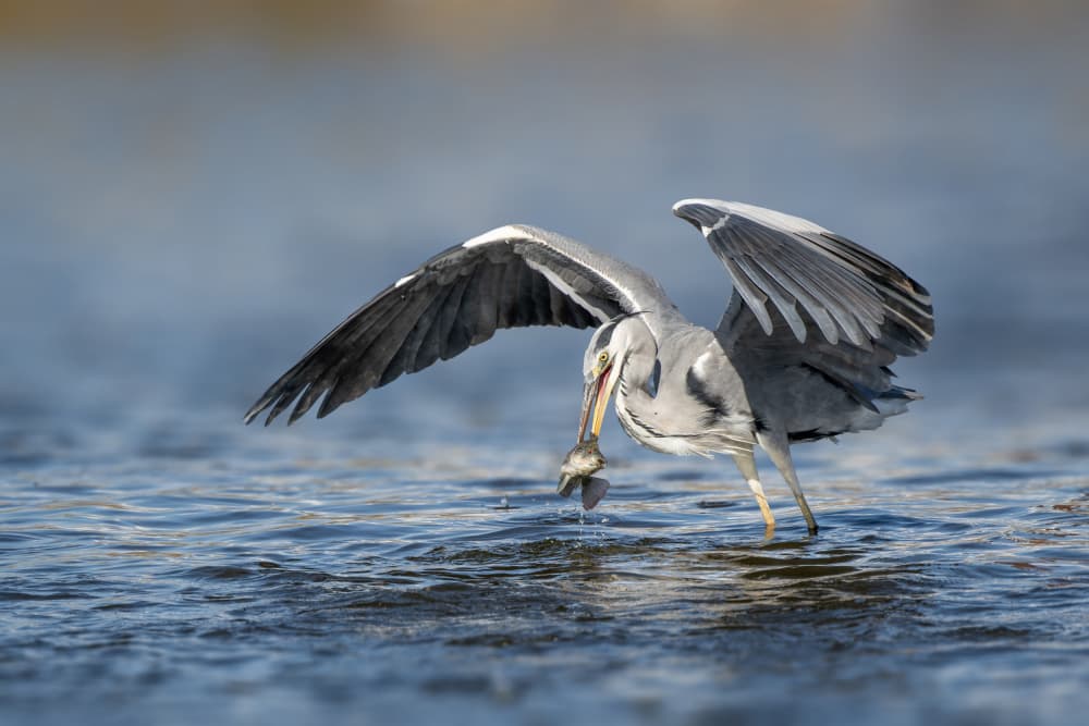 Heron Catches Fish by Mallal Moshe — canvas wall art