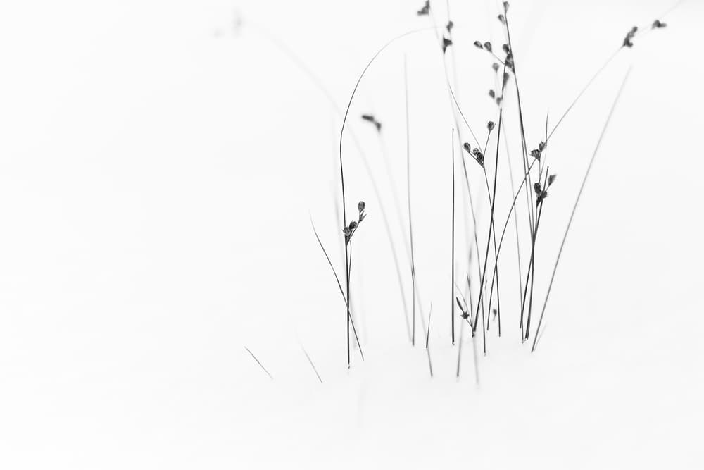 Delicate Winter Stems by Dusan Ljubicic — canvas wall art