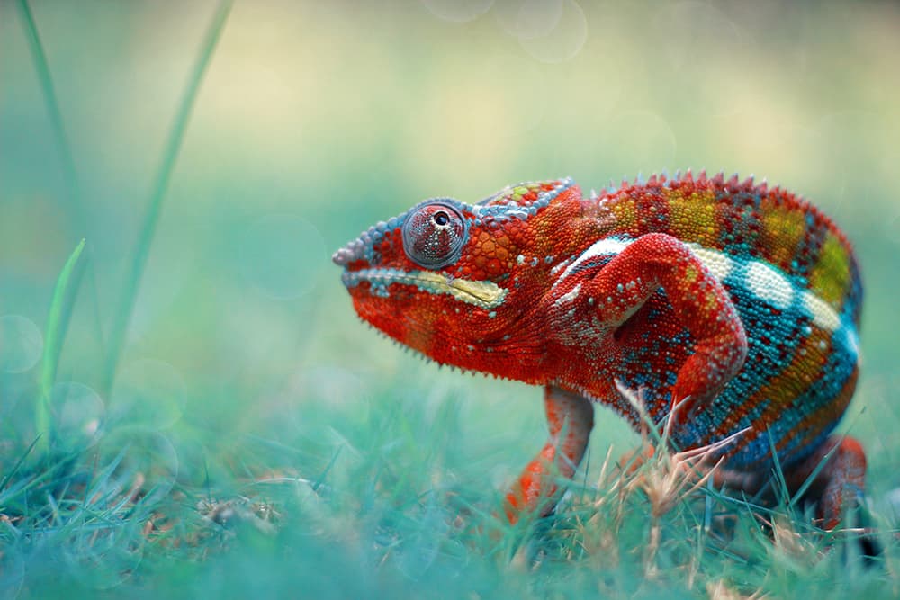 Vibrant Chameleon Portrait by Andri Priyadi — canvas wall art