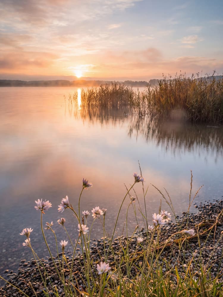 Misty Lake Morning Glow by Andreas Magnusson — canvas wall art