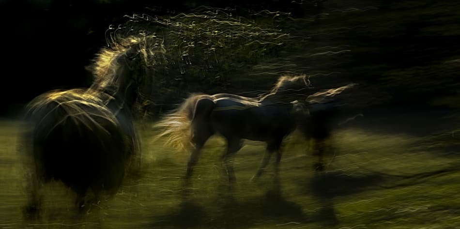 Golden Horses Running by Milan Malovrh — canvas wall art