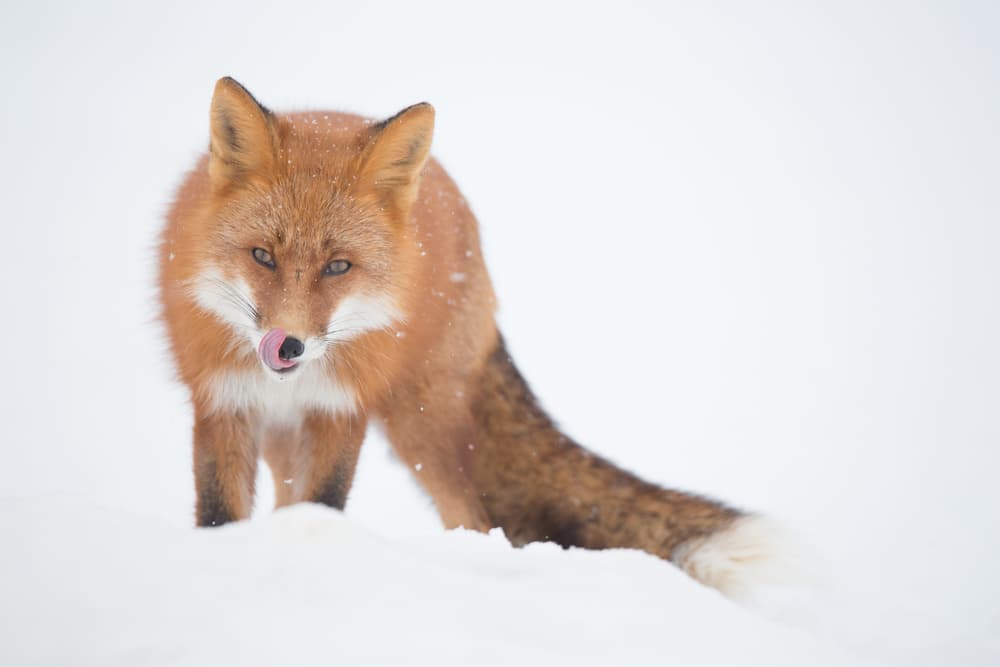 Charming Winter Fox by Denis Budkov — canvas wall art