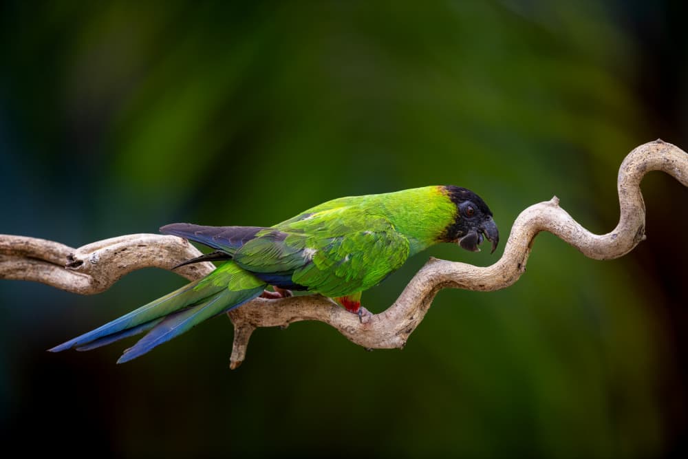 Black-Headed Parrot Perched by Massimo Felici — canvas wall art