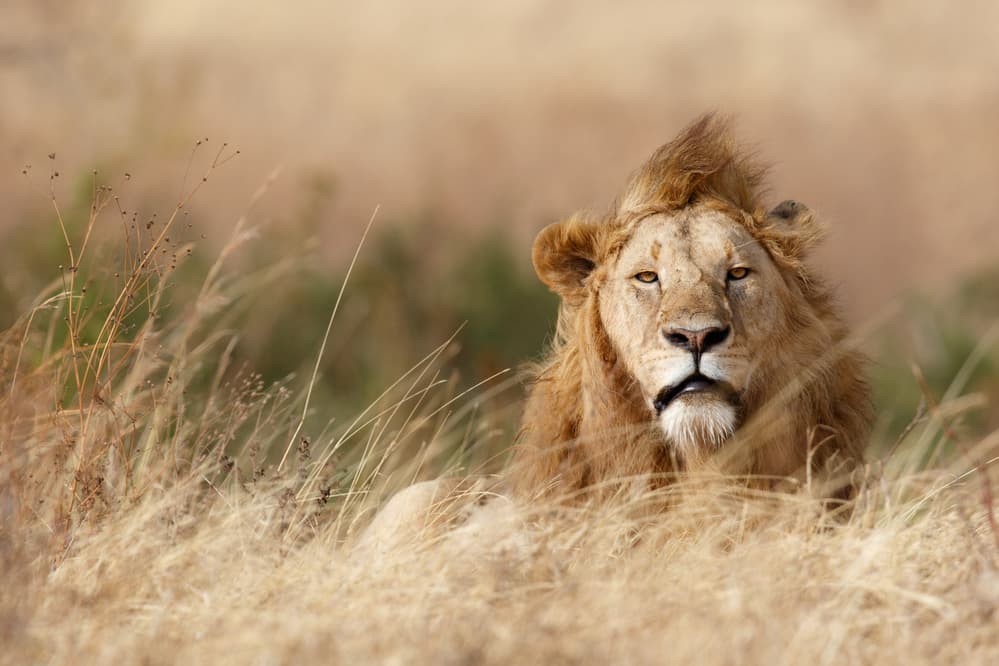 Lion in Golden Grass by Ali Khataw — canvas wall art