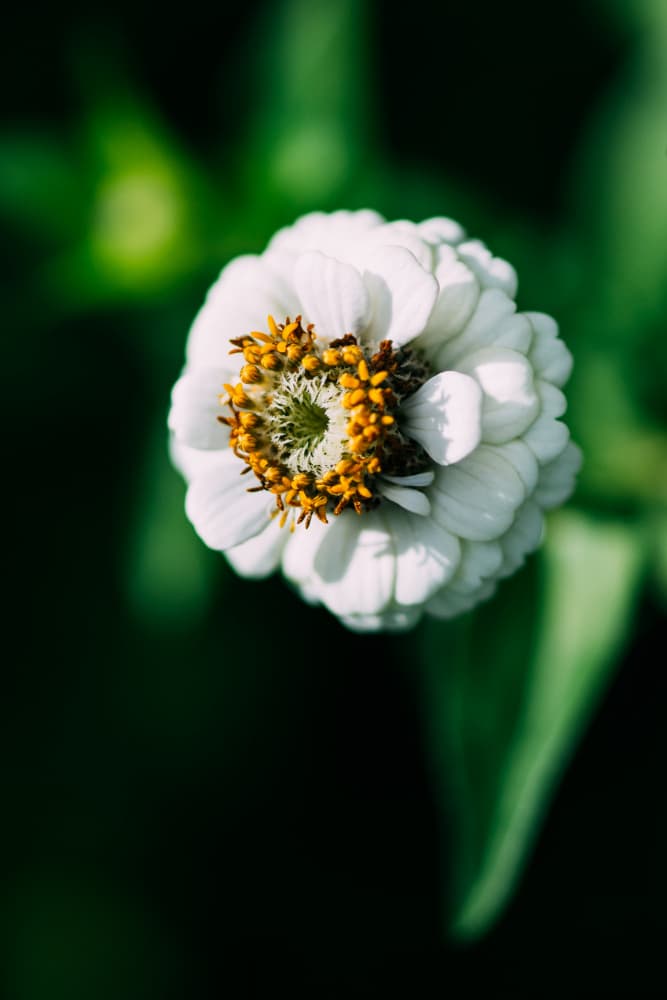 Soft White Blossom by Javier Pardina — canvas wall art
