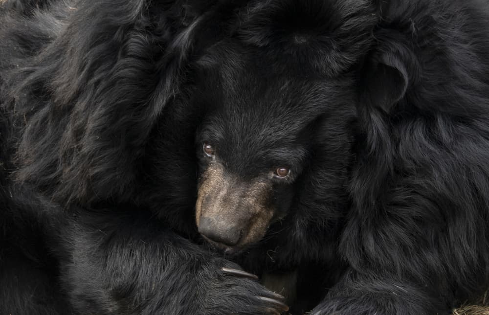 Solemn Black Bear by Marketa Zvelebil PhD LRPS CrGP. — canvas wall art