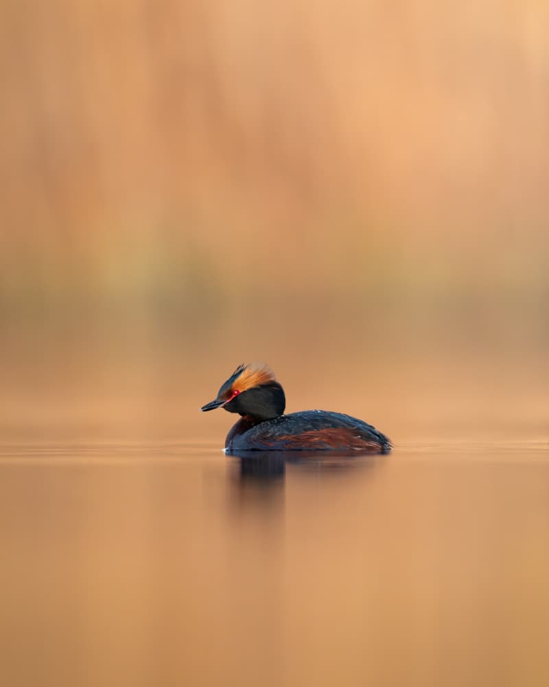 Serene Golden Grebe by Magnus Renmyr — canvas wall art
