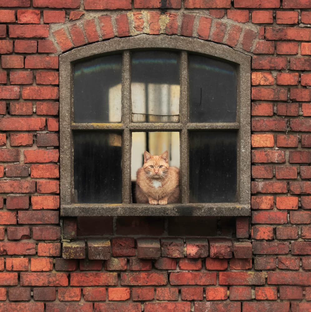 Ginger Cat Window by Daan de Vos — canvas wall art