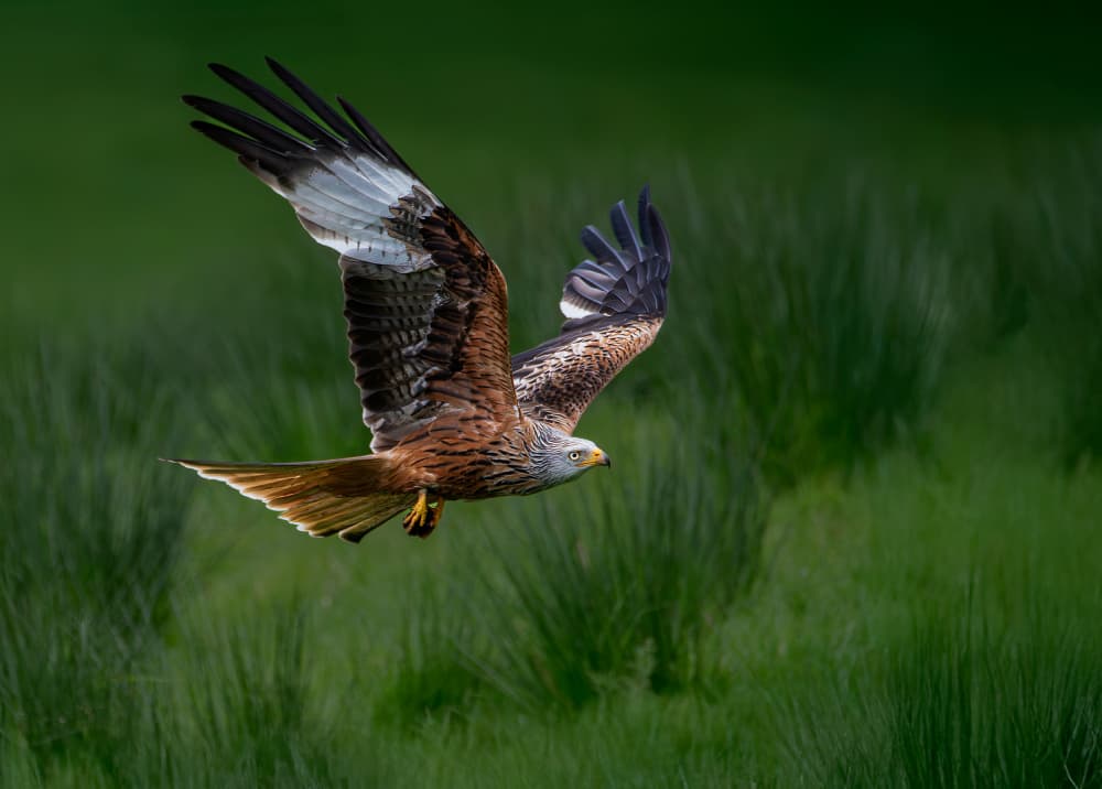 Soaring Red Kite by Erik Engström — canvas wall art