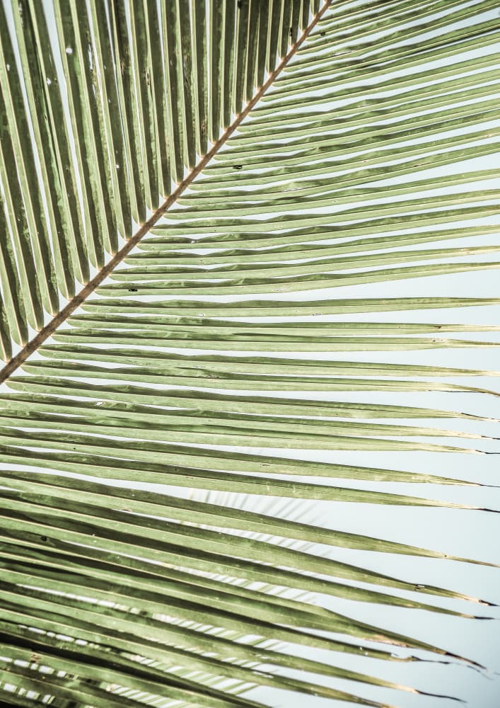 Intricate Pattern Of A Green Palm Leaf by Shot by Clint — canvas wall art