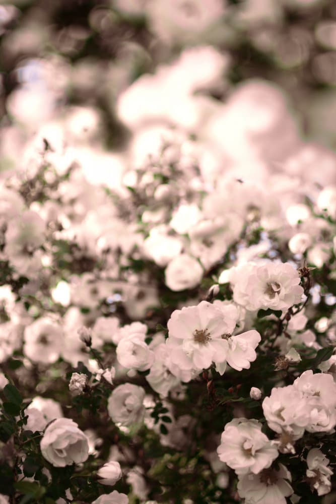 Soft White Roses by Christina Sillen — canvas wall art