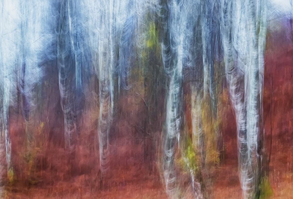 Dreamy Autumn Forest by Ales Komovec — canvas wall art