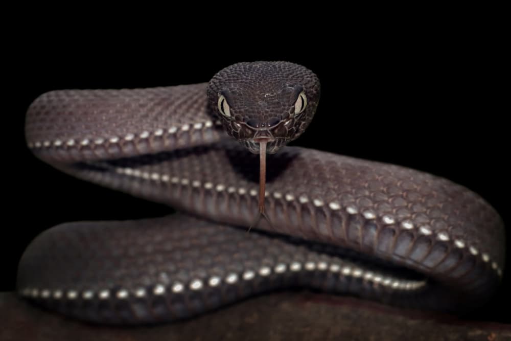 Viper's Piercing Gaze by Kurit Afsheen — canvas wall art
