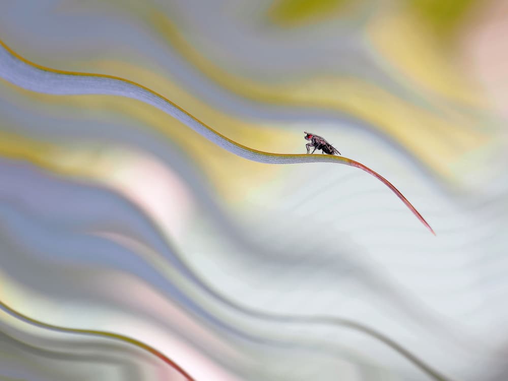 Delicate Fly Abstract by Thierry Dufour — canvas wall art