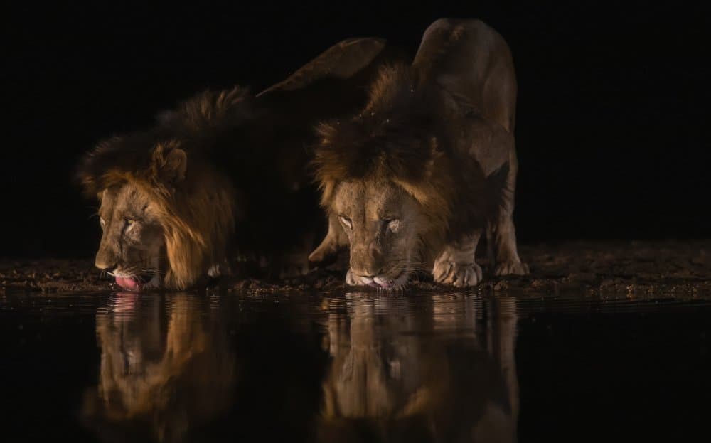 Lions Drinking At Night by Peet van den Berg — canvas wall art
