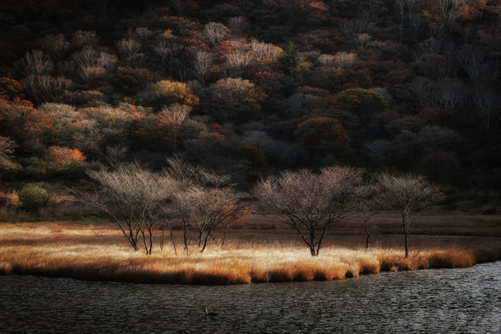 Golden Shore Autumn Trees by K_Tsunoda — canvas wall art
