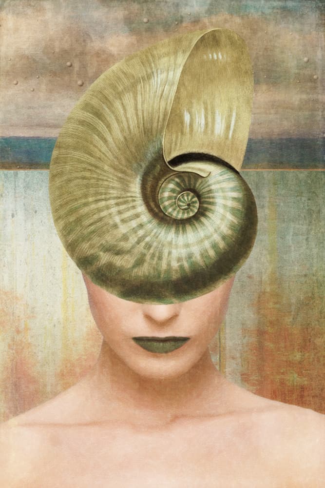 Nautilus Shell Portrait by Marja van den Hurk — canvas wall art