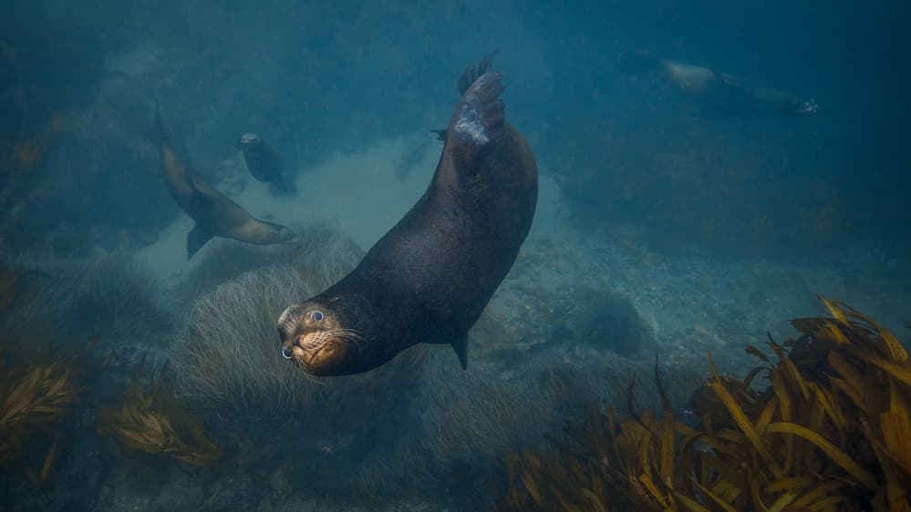 Curious Seals Underwater by Jennifer Lu — canvas wall art