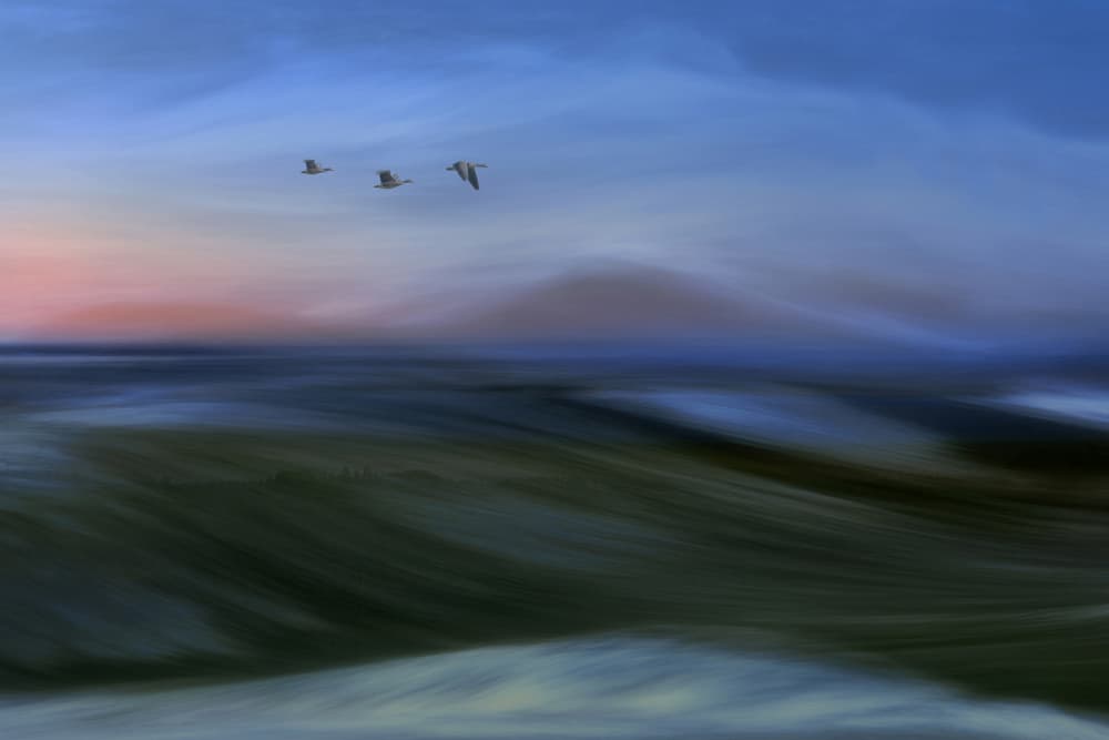 Flying Birds Over Ocean by Bjorn Emanuelson — canvas wall art