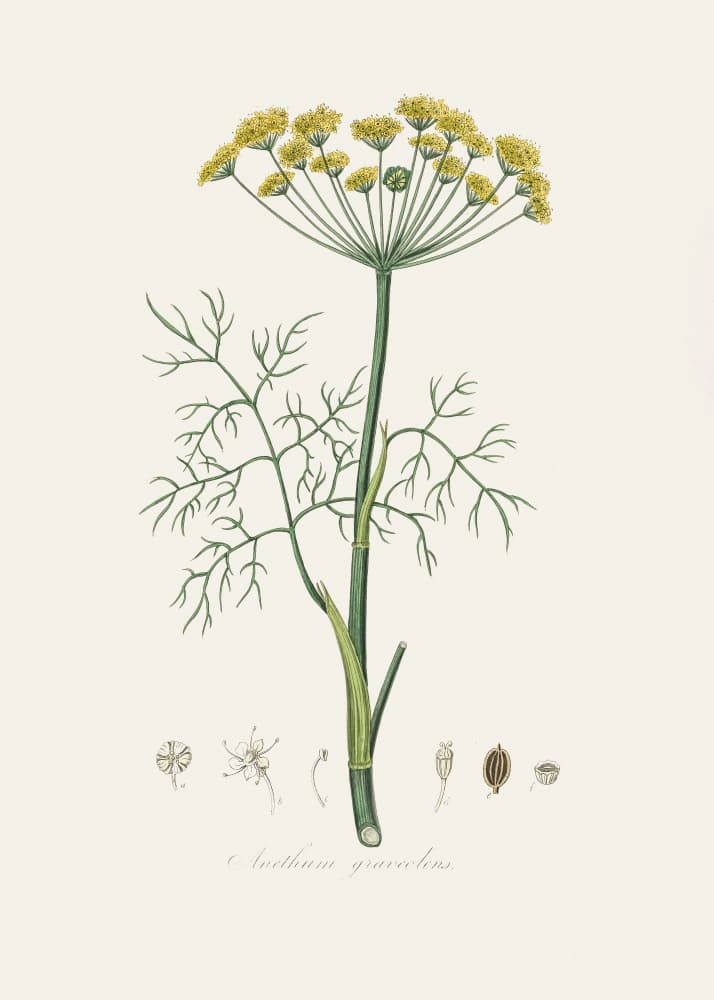 Dill (anethum Graveolens)  Medical Botany by John Stephenson and James Morss Churchill — canvas wall art