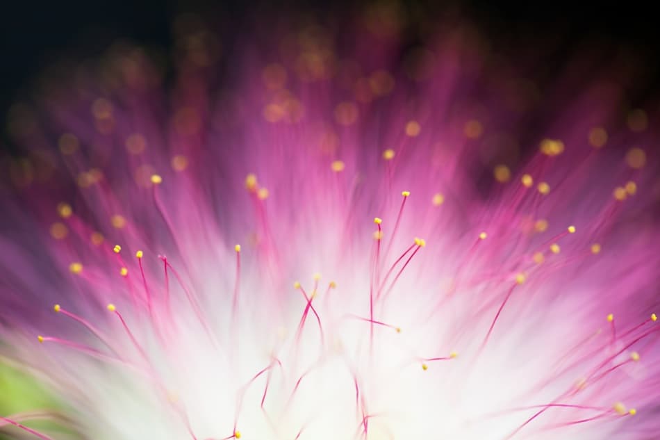 Dreamy Pink Bloom by Art Lionse — canvas wall art