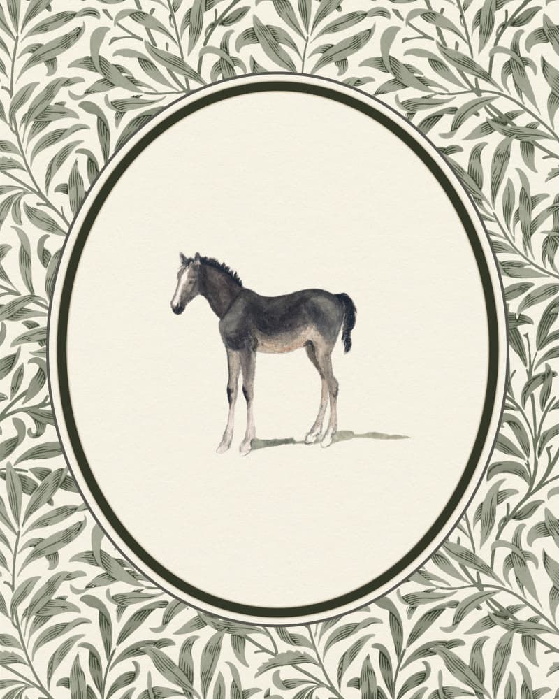 Gentle Foal Vignette