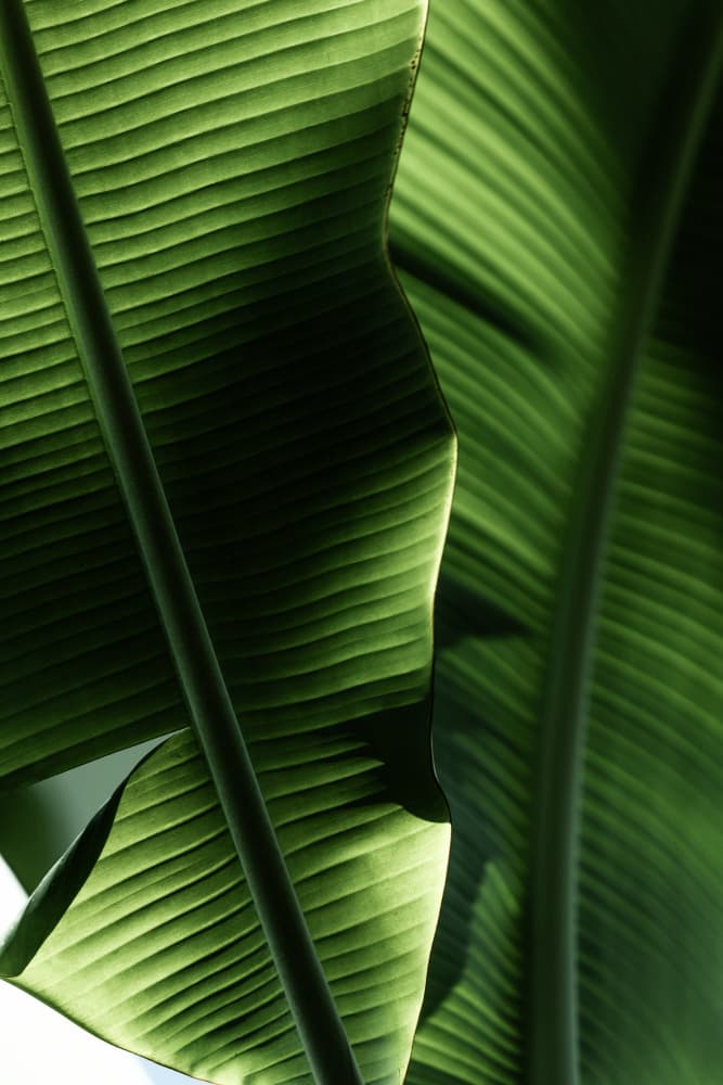 Sunlit Tropical Leaves by Mareike Böhmer — canvas wall art