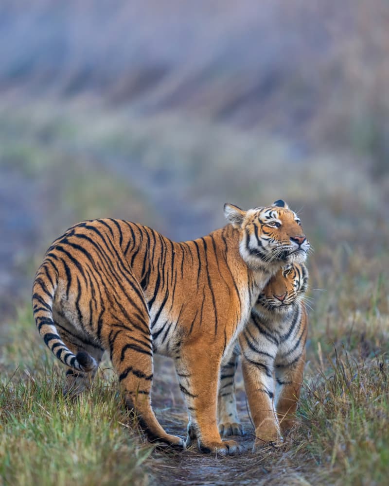 Tender Tiger Family by Yogesh Bhatia — canvas wall art