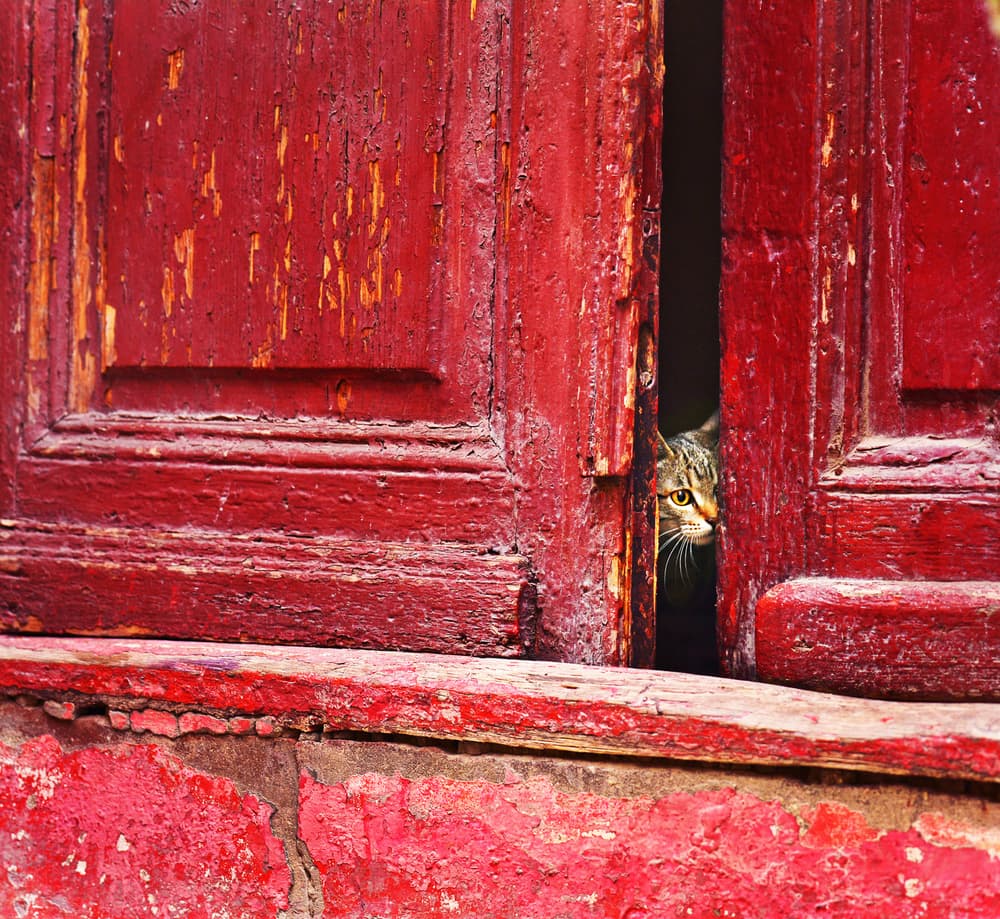 Curious Cat Peeking by Elena Raceala — canvas wall art