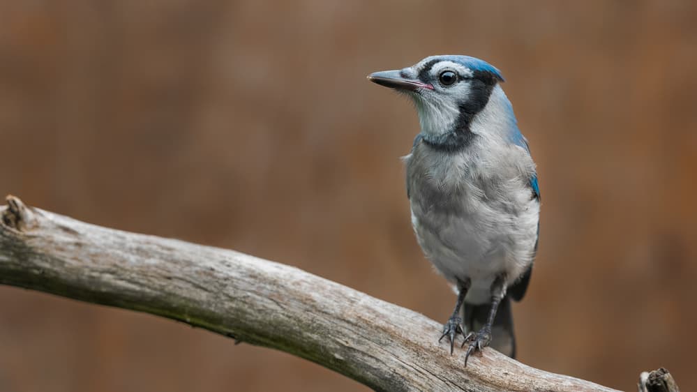 Striking Blue Jay by Patrick Dessureault — canvas wall art