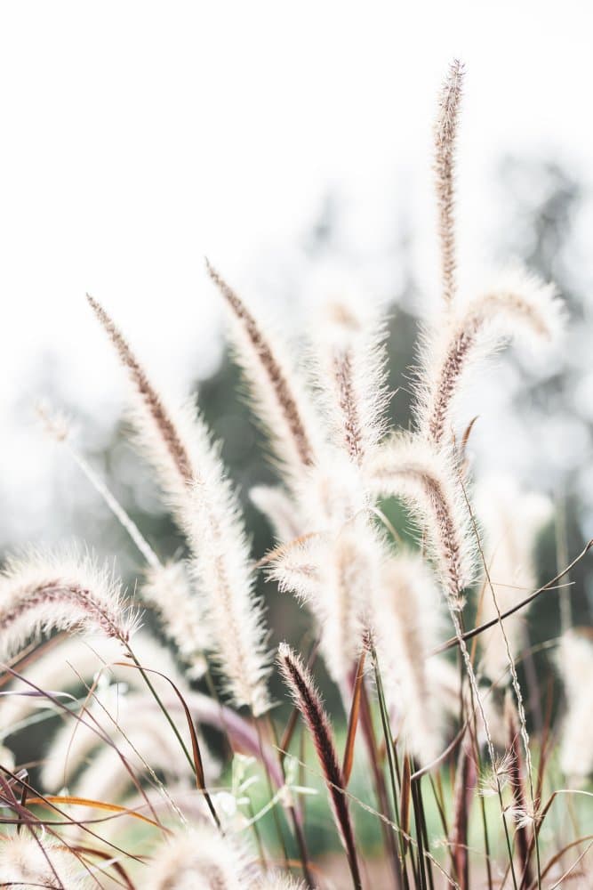 Soft Prairie Grass by Pictufy Studio III — canvas wall art