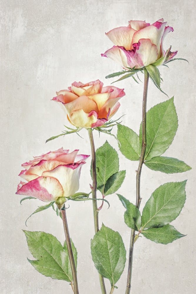 Untitled by Mandy Disher — canvas wall art