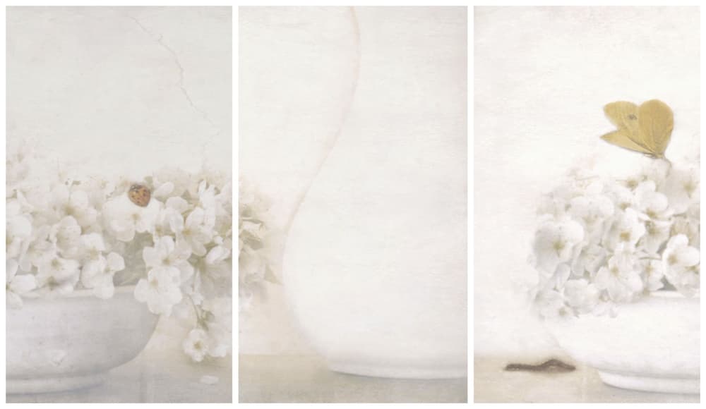 White Blossoms Butterfly by Delphine Devos — canvas wall art