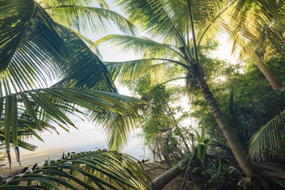 Hide under Palms by Stefan Hefele — canvas wall art