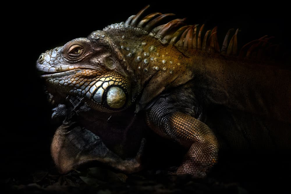 Dramatic Iguana Portrait by Santiago Pascual Buye — canvas wall art