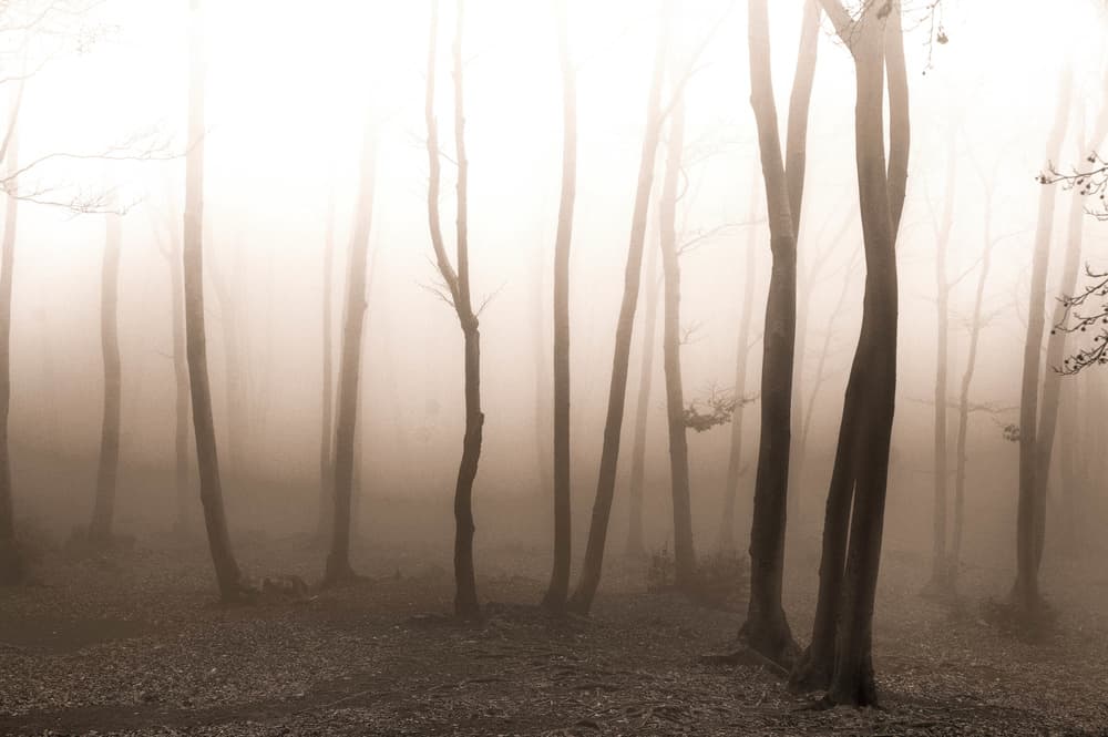 Sepia Foggy Woods by Alessandro Traverso — canvas wall art