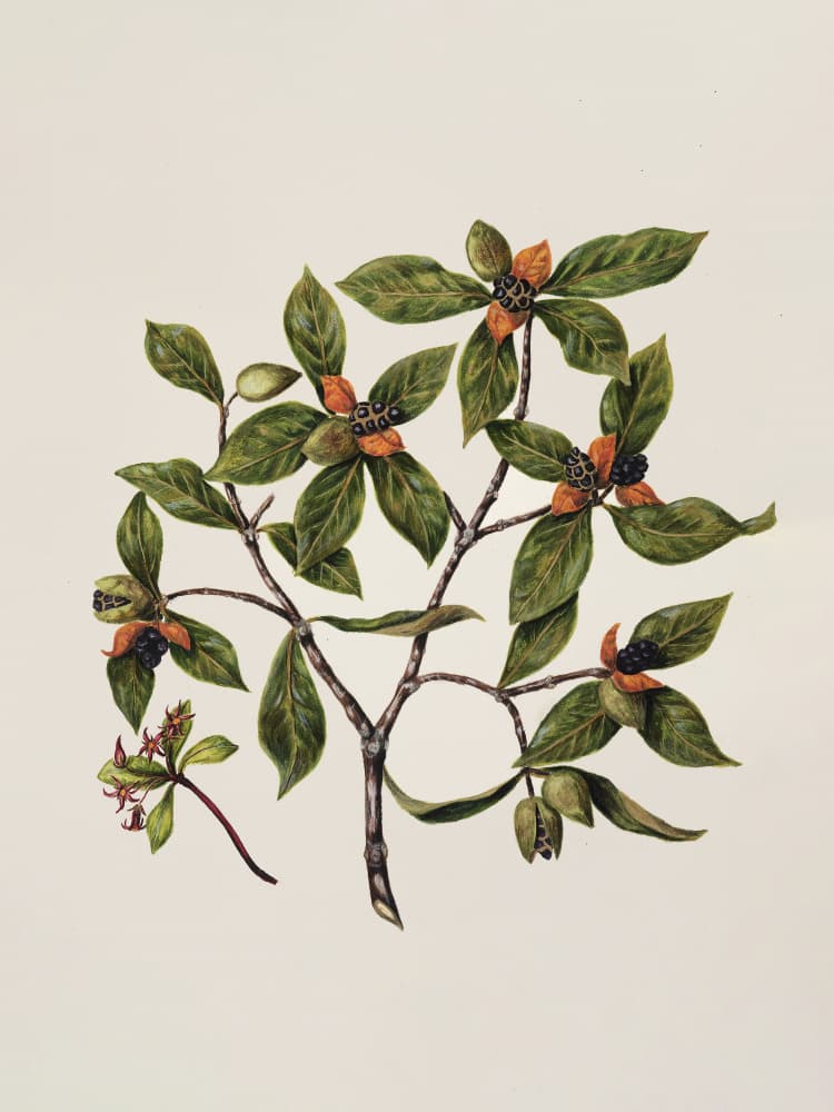 Tawhirikaro Drawn By Sarah Featon (1848–1927) by Sarah Featon — canvas wall art