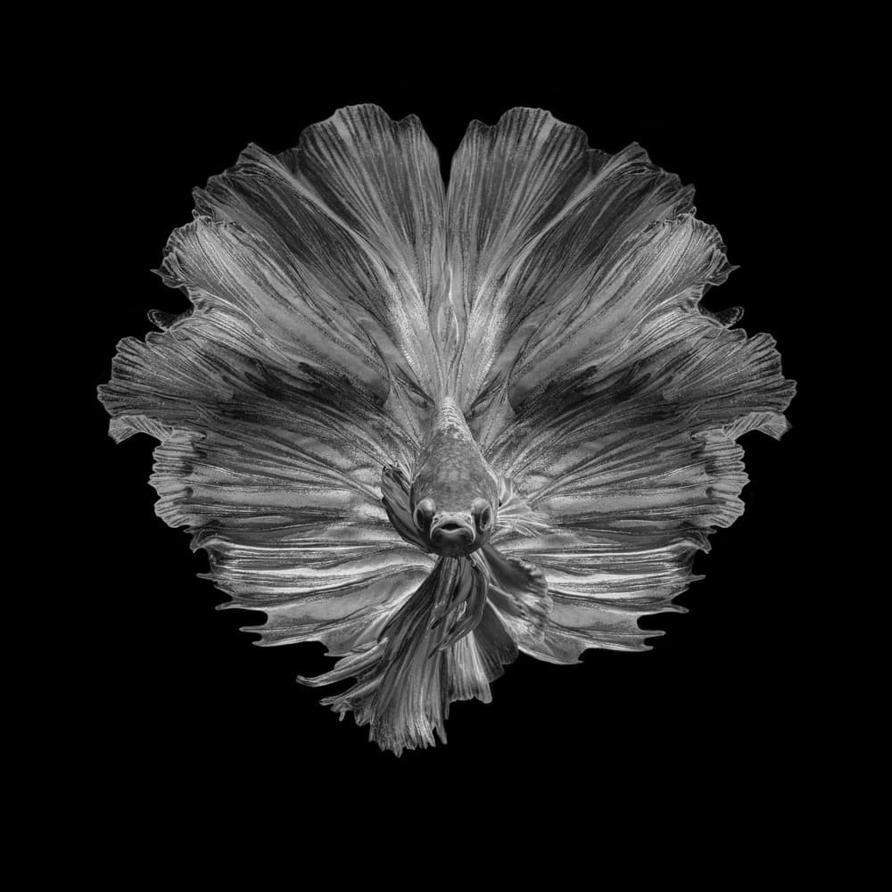 Graceful Betta Portrait by Andi Halil — canvas wall art