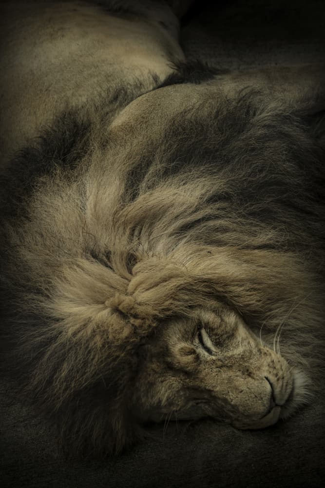 Majestic Sleeping Lion by Takayuki Nakatsuka — canvas wall art