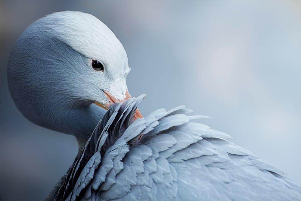 Elegant White Goose by Krystina Wisniowska — canvas wall art