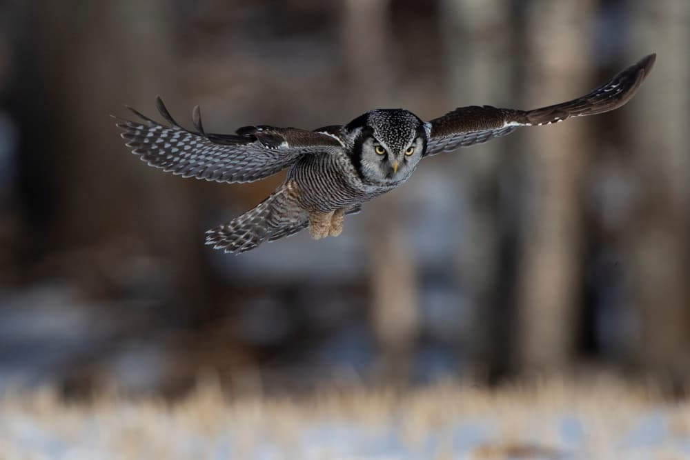 Northern Hawk-Owl Flight by Peter Stahl — canvas wall art