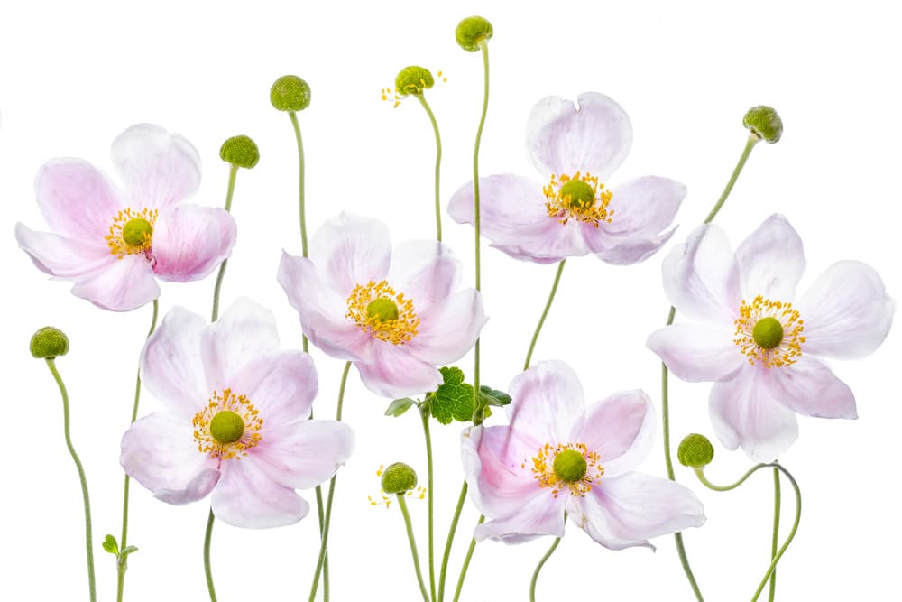 Japanese Anemones by Mandy Disher — canvas wall art